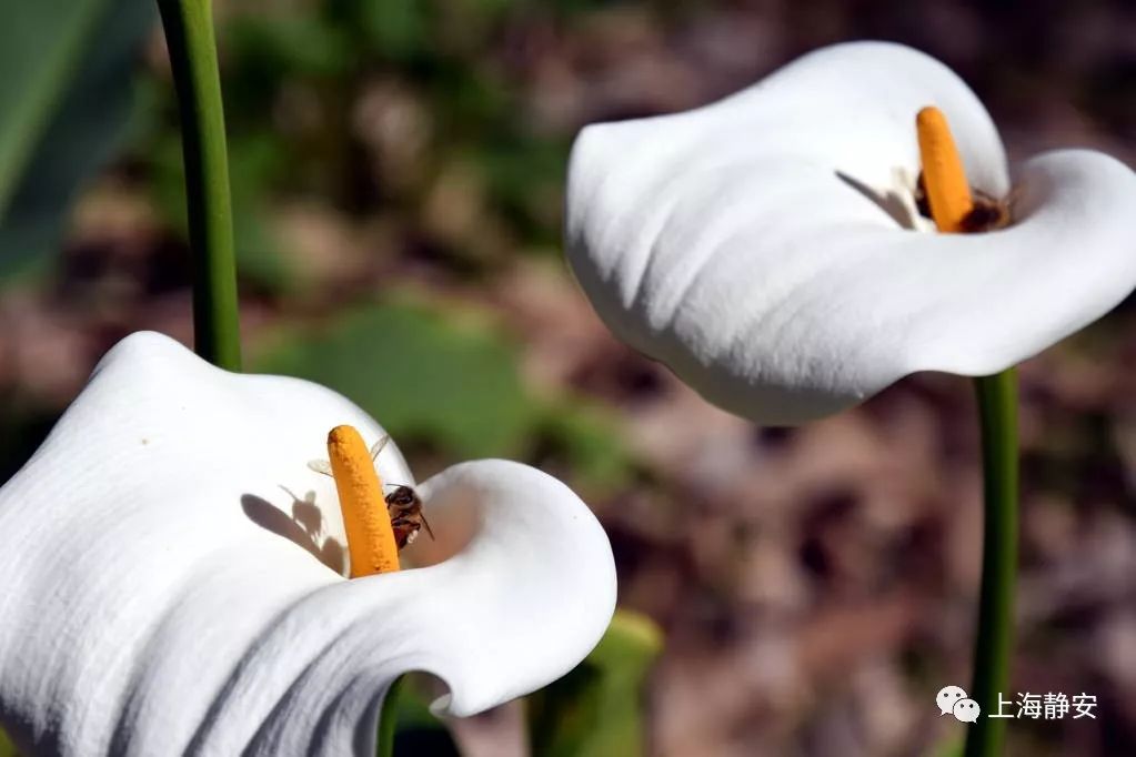 吸收甲醛最佳的十种植物排行榜,吸甲醛最快最有效的植物排名