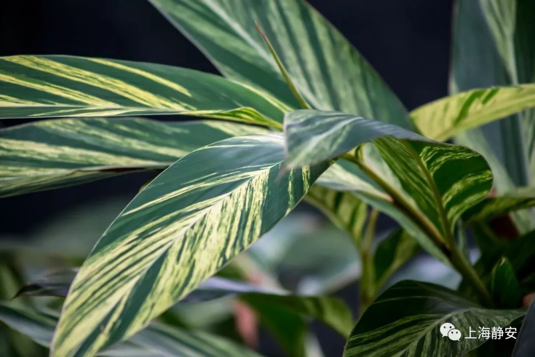 吸收甲醛最佳的十种植物排行榜,吸甲醛最快最有效的植物排名
