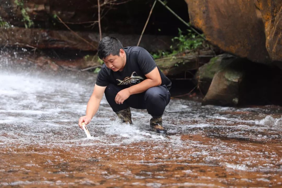 什么？野生的石蛙居然被他养殖成功了？
