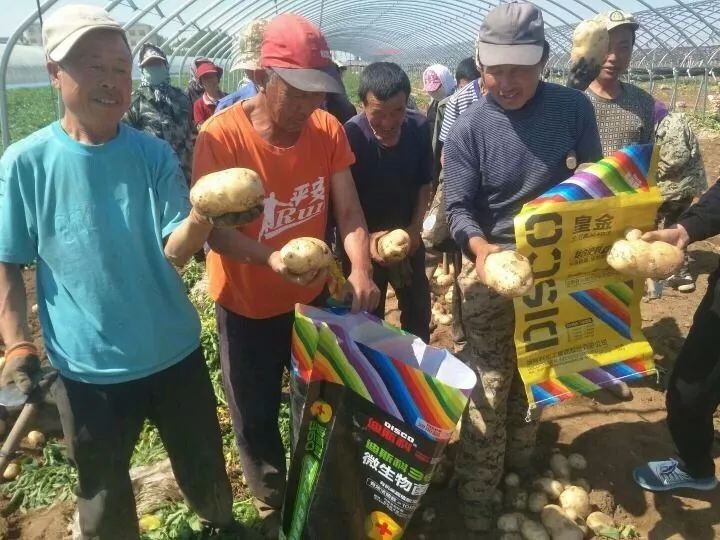 马铃薯重茬没产量？绥中农户做好这点亩产过万斤