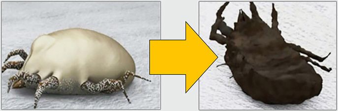 法国Lérane草本净螨贴，萃取天然植物，除螨更安心