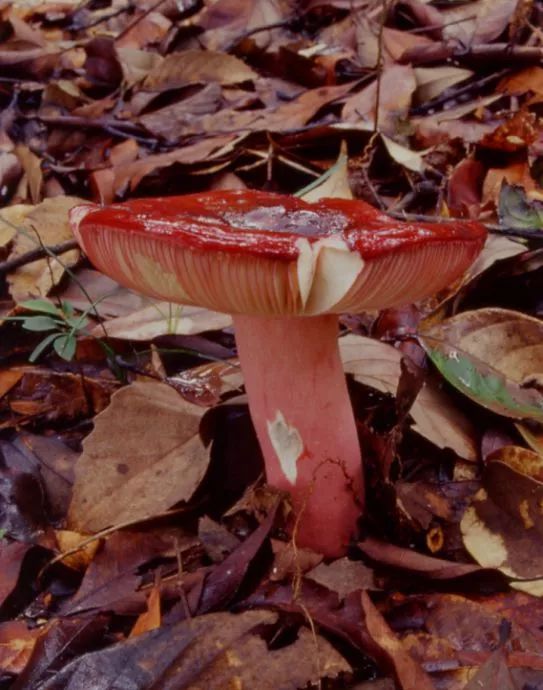 云南吃菌中毒分布图,云南吃菌中毒最新统计