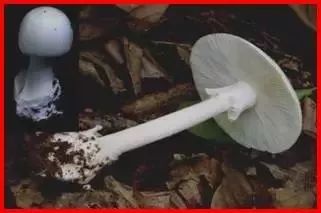 云南吃菌中毒分布图,云南吃菌中毒最新统计