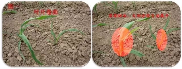 玉米最近发生的大事,玉米出事了怎么回事