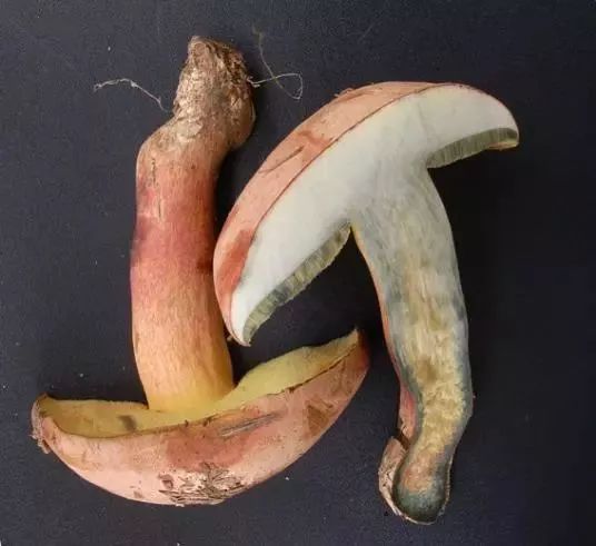 云南吃菌中毒分布图,云南吃菌中毒最新统计