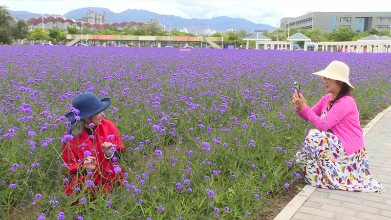 紫金苑风光无限,紫金苑景区花海