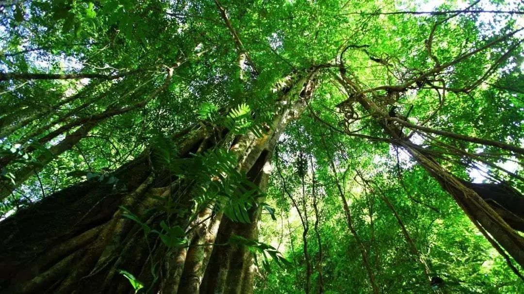 来西双版纳，做大自然的学生|雅居乐·西双林语夏令营开始报名啦