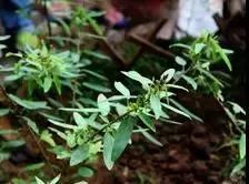 来西双版纳，做大自然的学生|雅居乐·西双林语夏令营开始报名啦