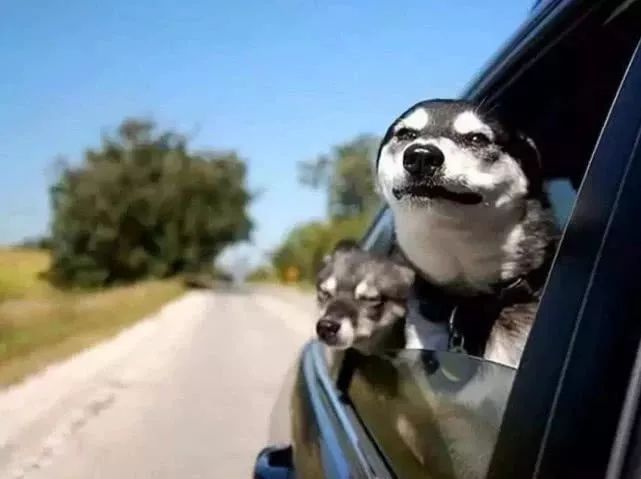 晕车了怎么办科普,晕车恶心怎么办如何快速解除晕车