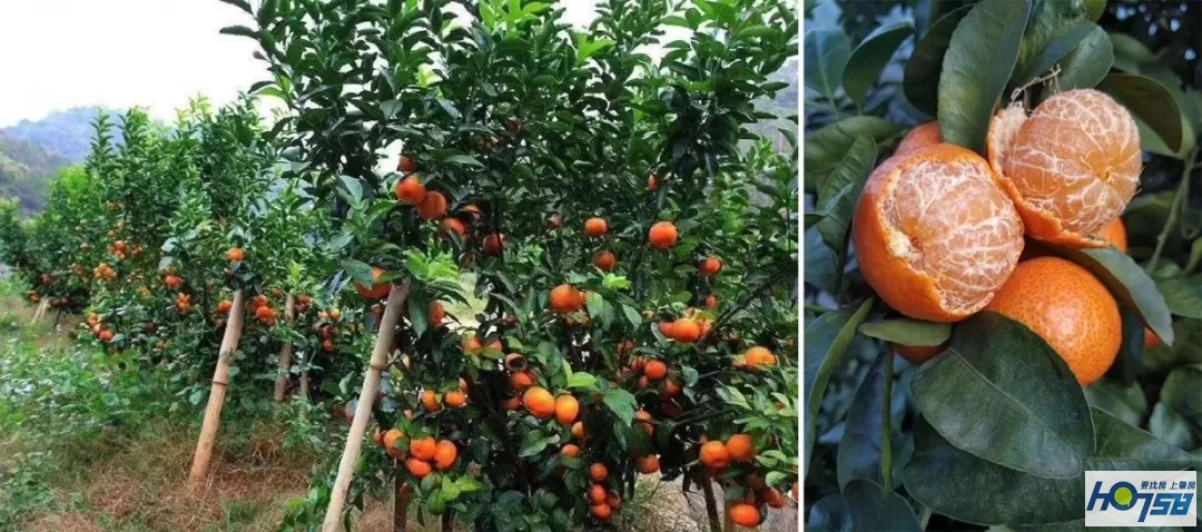 四会黄田柑橘种植生态园,四会市黄田镇最新规划