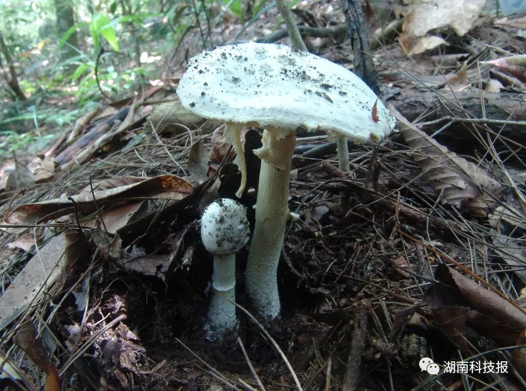 误食毒蘑菇的症状,误食毒蘑菇临床表现