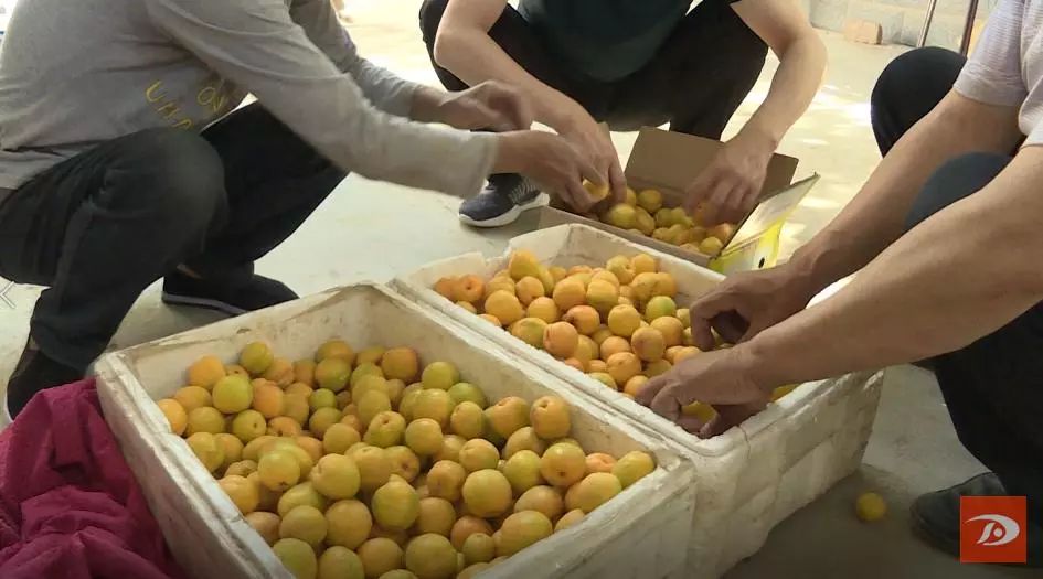 金蛋蛋,金蛋蛋盲袋