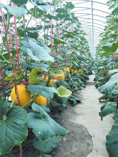 海南三亚一级中学,海南三亚省一级学校