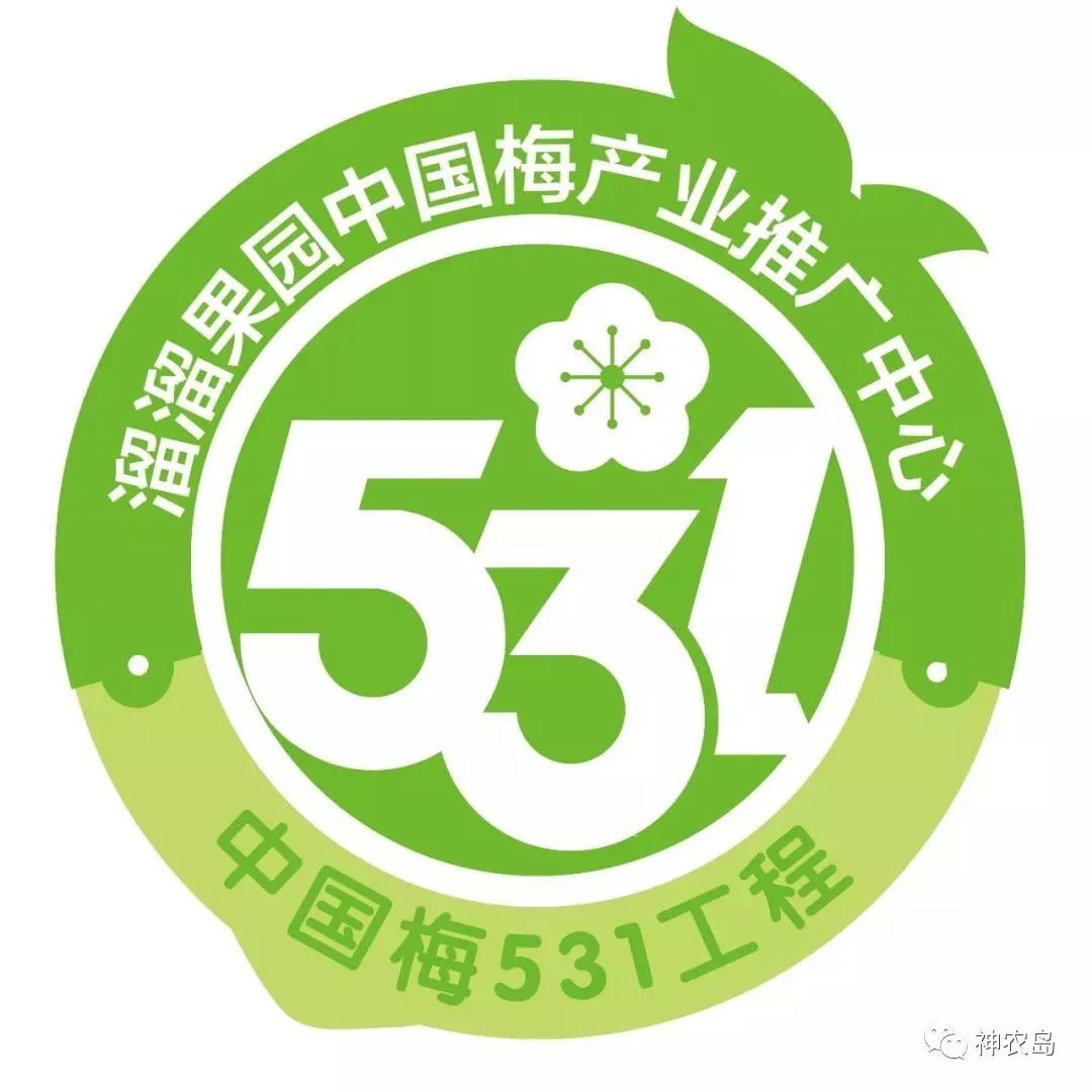 一颗小青梅,一颗小青梅后续