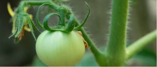 番茄对氮肥的需肥量,番茄对氮磷钾的需求量