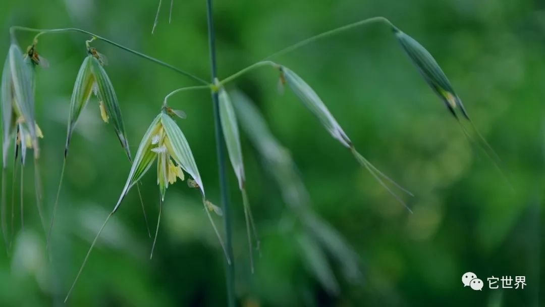 燕麦和燕麦片哪个降胆固醇好,燕麦和燕麦片区别在哪