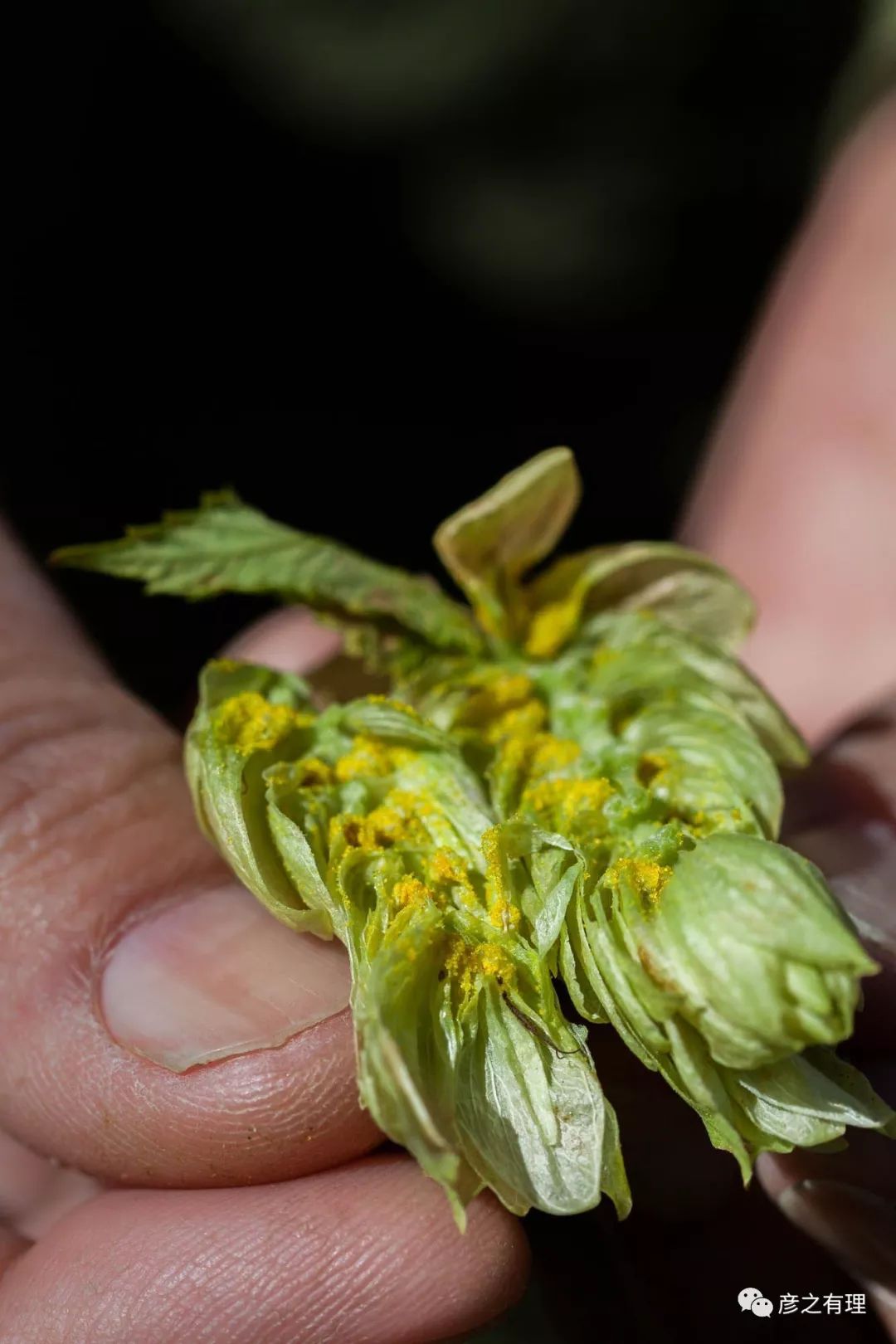 澳洲考拉奶粉好吗,澳洲龙虾奶粉