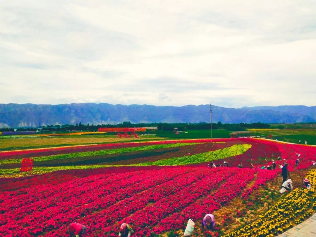 白银市区到大坪花海,去大坪玩攻略