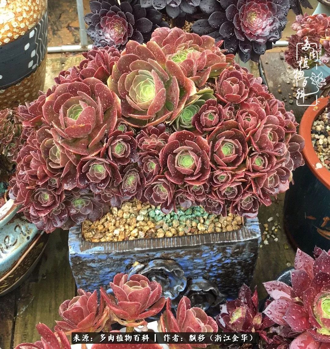 魅力无限的法师诱惑：我的灿烂，由你决定