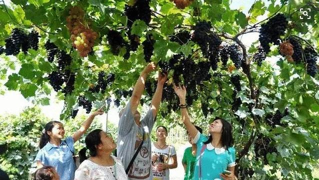 寻乡·觅趣||金色花海、花田美食...游仙芙蓉花溪葵花节等你来狂欢！