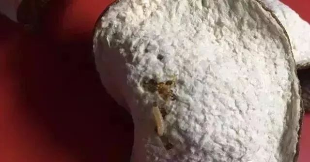 虫蛀的陈皮还能吃吗,陈皮虫蛀了怎么办