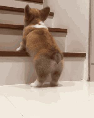 别人家的柯基vs自家的柯基,柯基加松狮是什么样的狗