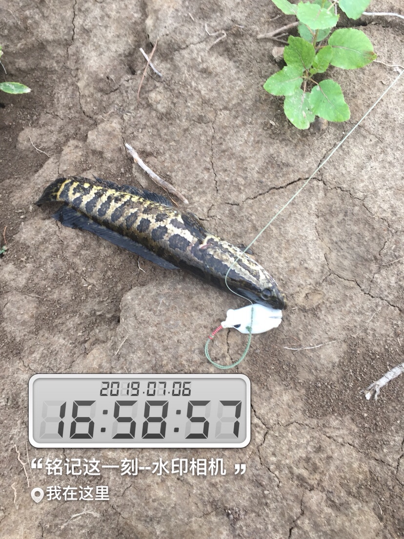 雷强2020年视频,2019雷强视频