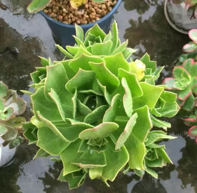 绿羊绒和香腹啥区别,绿羊绒是什么样的