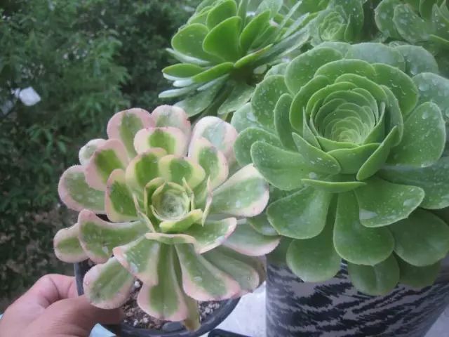 绿羊绒和香腹啥区别,绿羊绒是什么样的