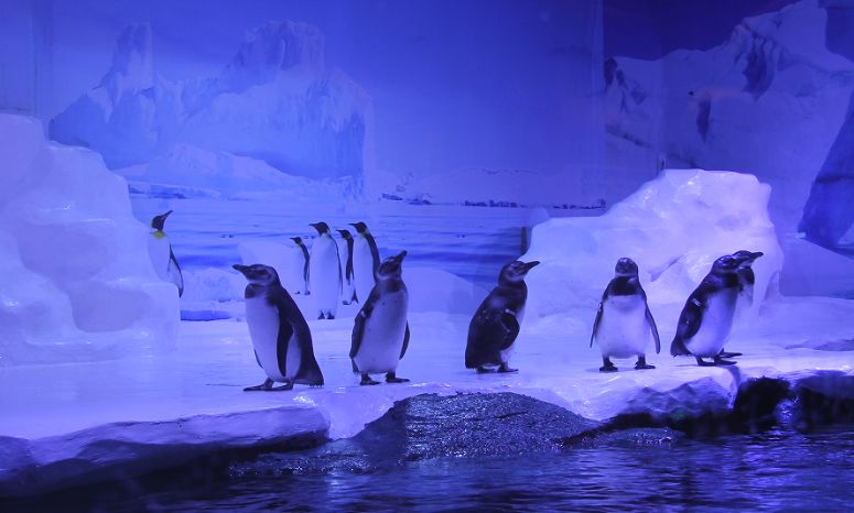 北海珍珠展视频,北海南珠展