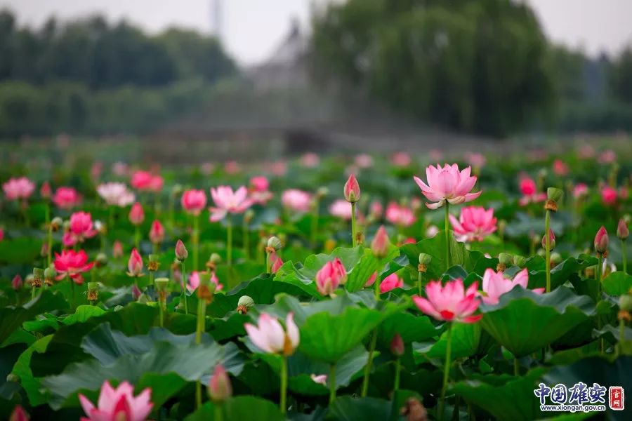 遇见·雄安｜七月错过白洋淀，你可就错过了整个北方的夏天！