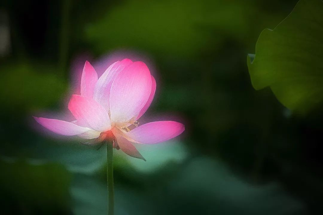 遇见·雄安｜七月错过白洋淀，你可就错过了整个北方的夏天！