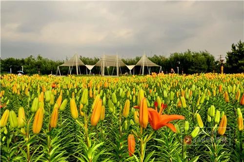 百合花海打卡地,春天长春网红打卡地