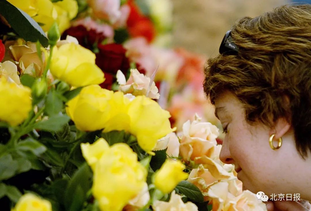 请问中国国花是不是牡丹,牡丹为什么是我国的国花50字