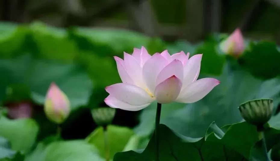 人大代表提议牡丹为国花,建议将牡丹确定为国花