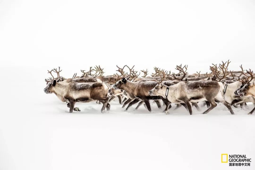 北极蚊子都泛滥了，咱被咬两口就别哭了