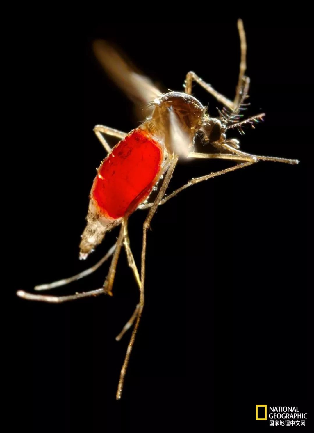 北极蚊子都泛滥了，咱被咬两口就别哭了