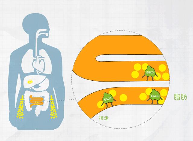 麻范儿好物|日本“吸油圣斗士”，1天1条，7天瘦出小蛮腰！酸酸甜甜，比果冻还好吃