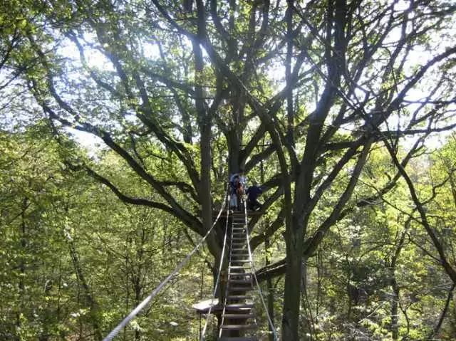 鏍戦《鎺㈤櫓鍏洯娓哥帺,鏍戦《鎺㈤櫓鍏洯娓哥帺鏀荤暐