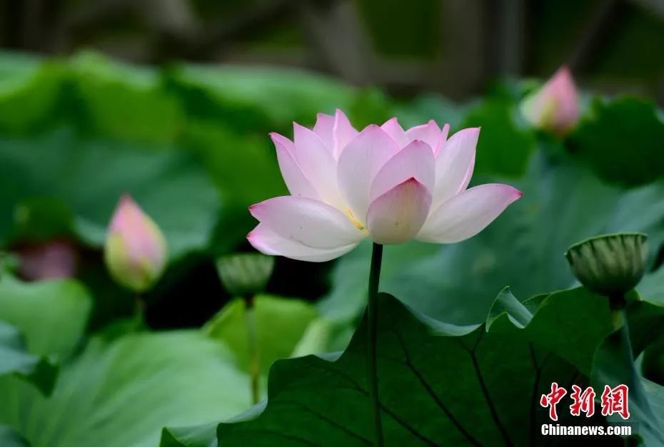 中国官方承认的国花选出来了吗,中国的国花目前选出来了吗