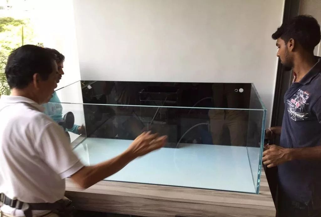 新开缸每天都有鱼死,新开缸鱼一直死