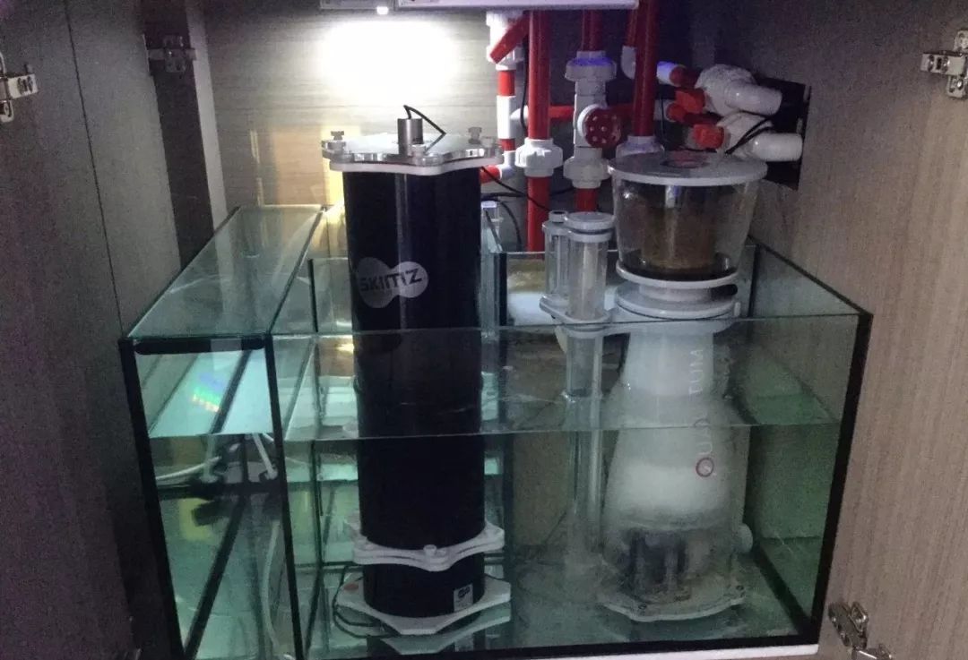 新开缸每天都有鱼死,新开缸鱼一直死