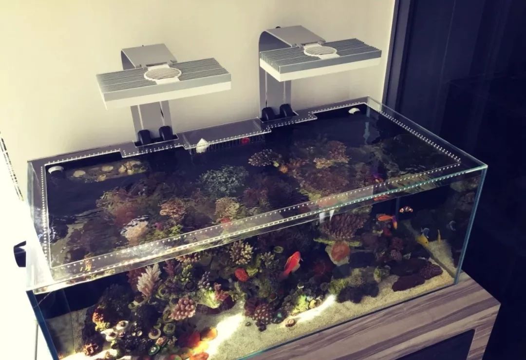 新开缸每天都有鱼死,新开缸鱼一直死