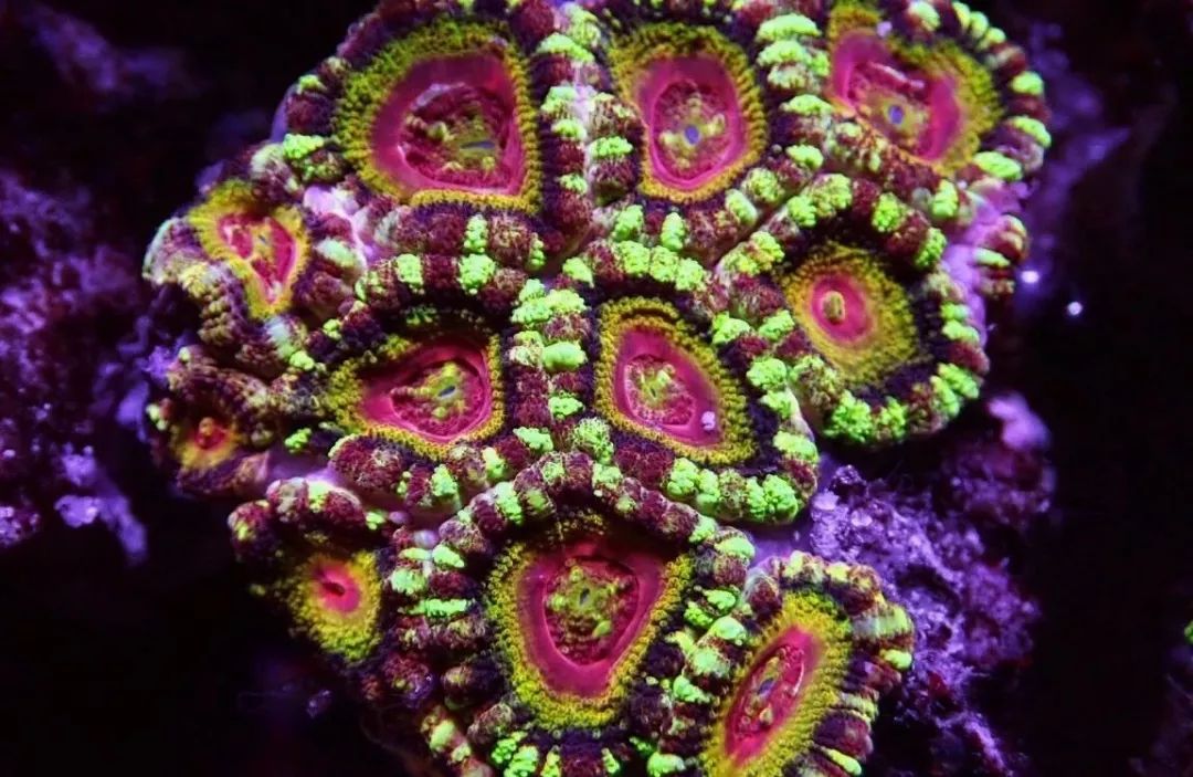 新开缸每天都有鱼死,新开缸鱼一直死