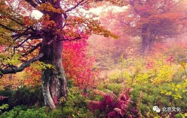 我叫北京，这是我最新的简历，请多关照