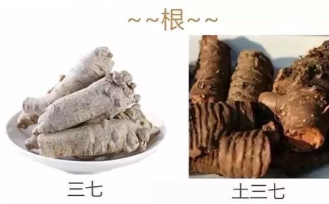 @泸州人丨这种“土三七”外表与“三七”差不多，但吃了要住院