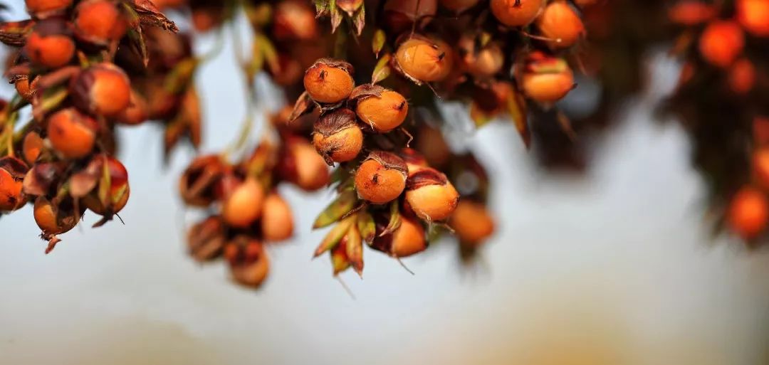 又见高粱红,又见高粱红1-40集解说