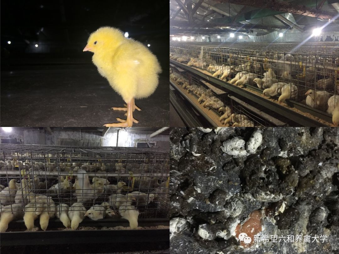 鸡小肚子疼是什么原因,鸡为什么肚子疼