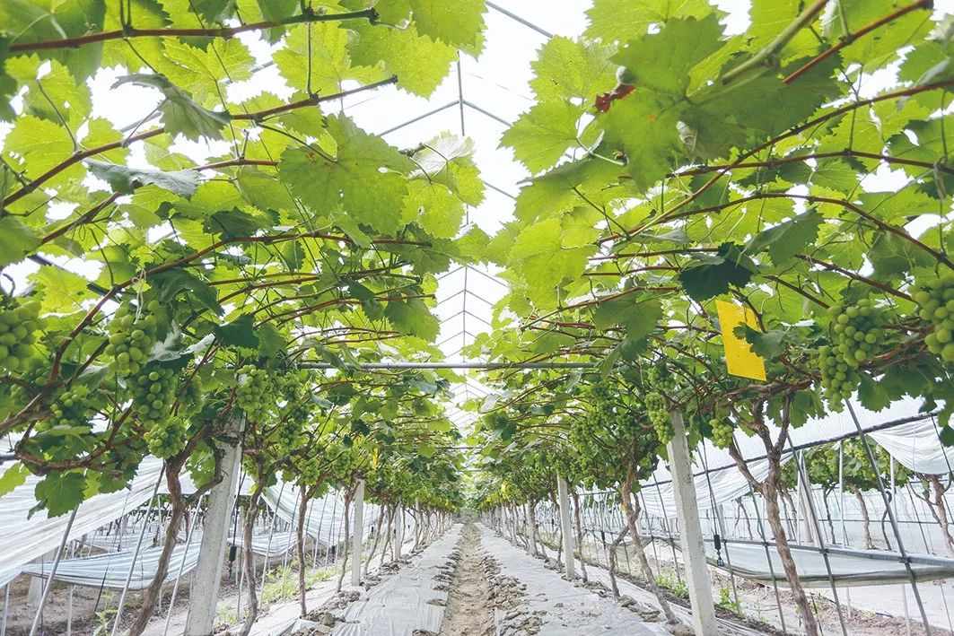 十大葡萄采摘好去处,上海松江摘葡萄最佳地点