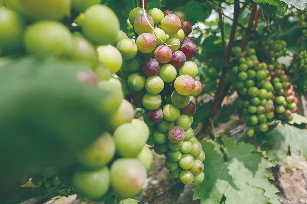 十大葡萄采摘好去处,上海松江摘葡萄最佳地点